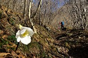 19 Elleboro in fiore tra carpini e noccioli